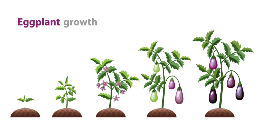 eggplant growth